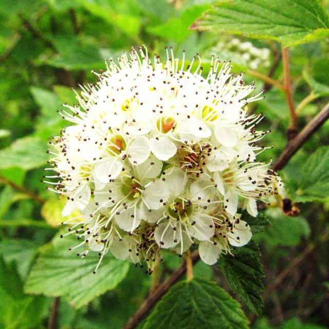 Physocarpus opulifolius