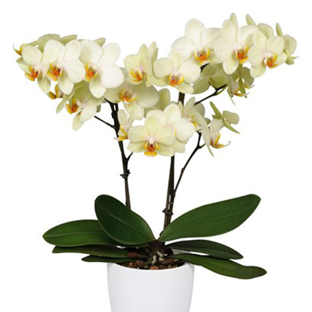 Phalaenopsis Cancun White Powder