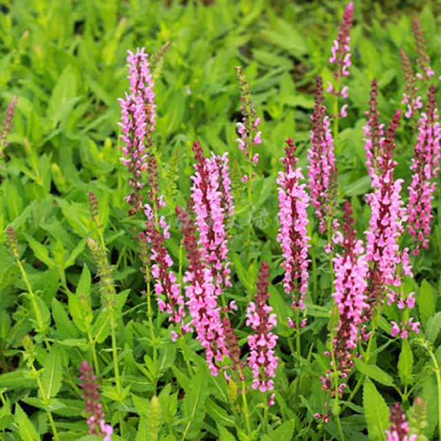 Salvia x superba