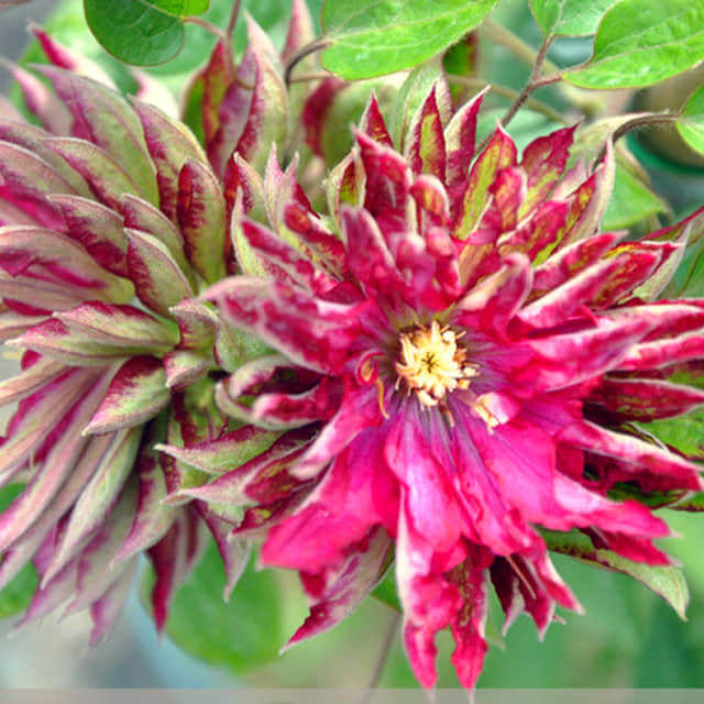 Clematis flammula