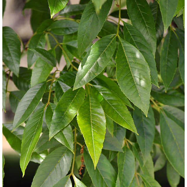 Fraxinus uhdei
