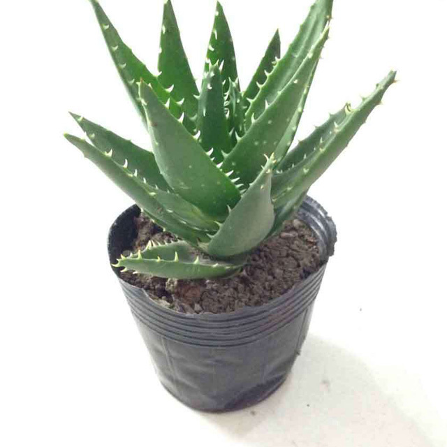 Aloe nobilis