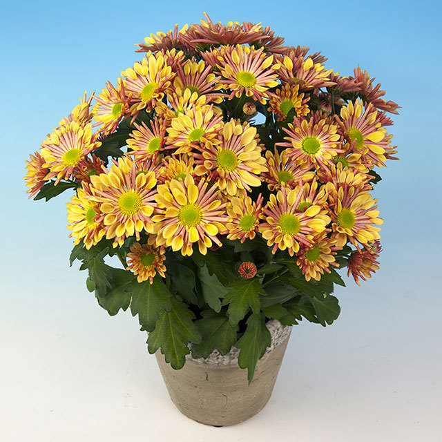 Chrysanthemum Romario Salmon Fine Webbing