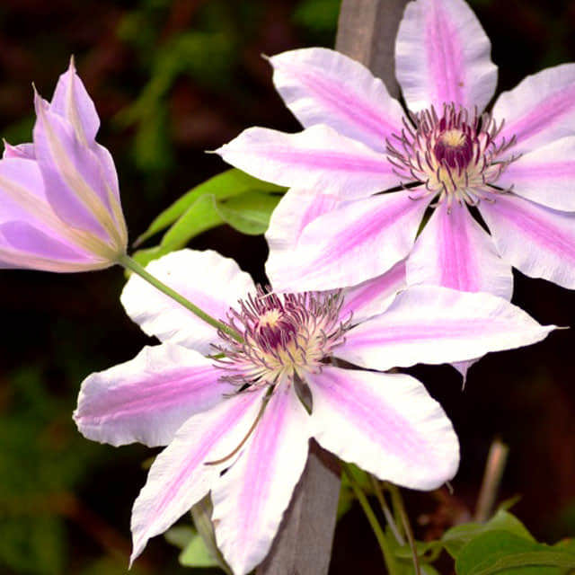 Clematis virginiana
