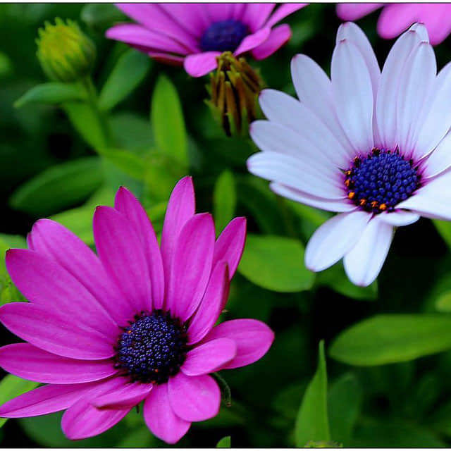 Osteospermum ecklonis