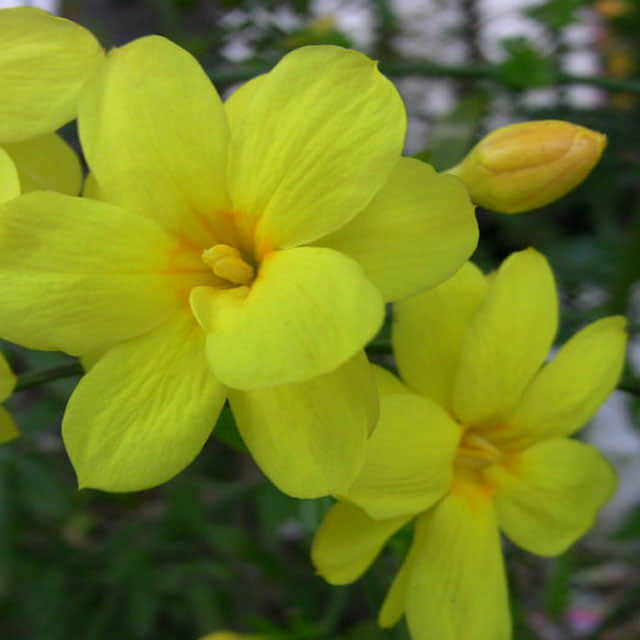 Jasminum mesnyi