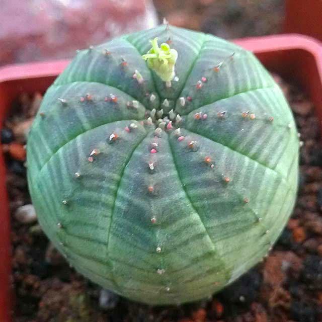 Euphorbia obesa White Cottony Spots