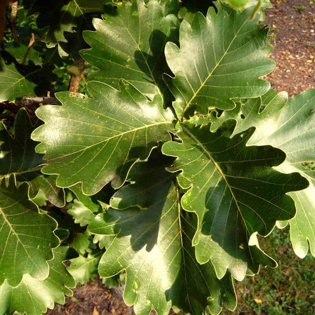 Quercus dentata