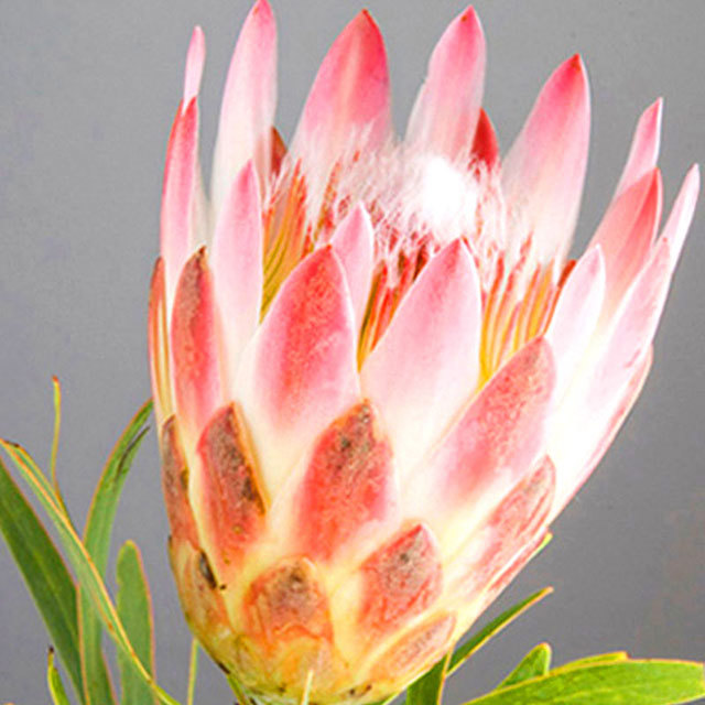Protea Red Repens