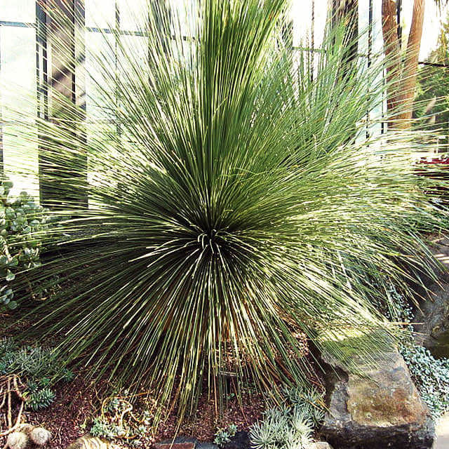 Dasylirion longissimum
