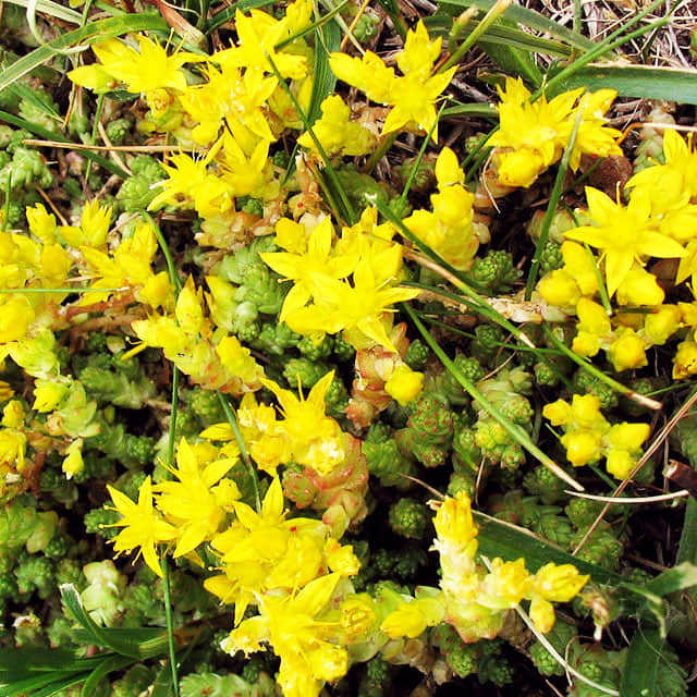 Sedum acre