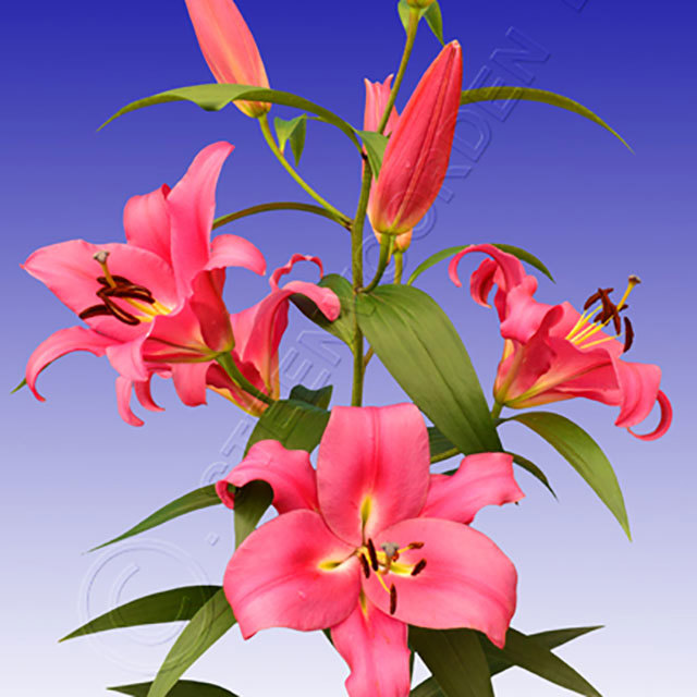 Lilium OT Robina Fine Webbing