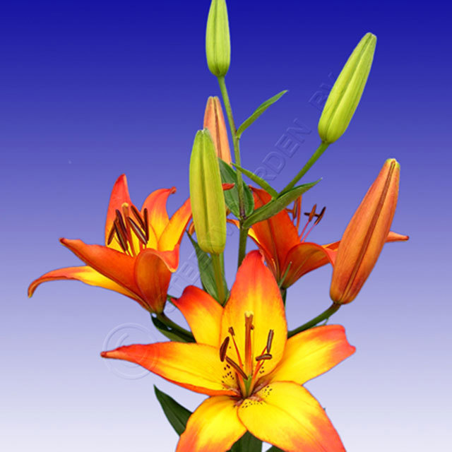 lily holecece Sudden Leaf Drop