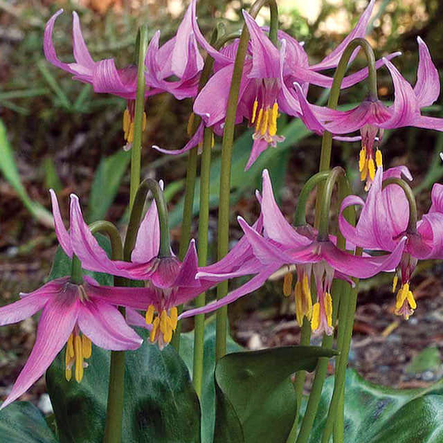 Erythronium revolutum