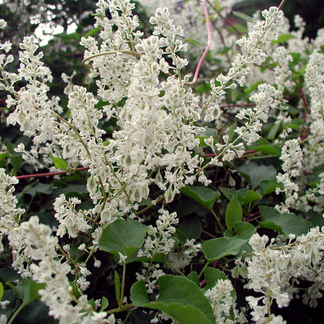 Fallopia aubertii