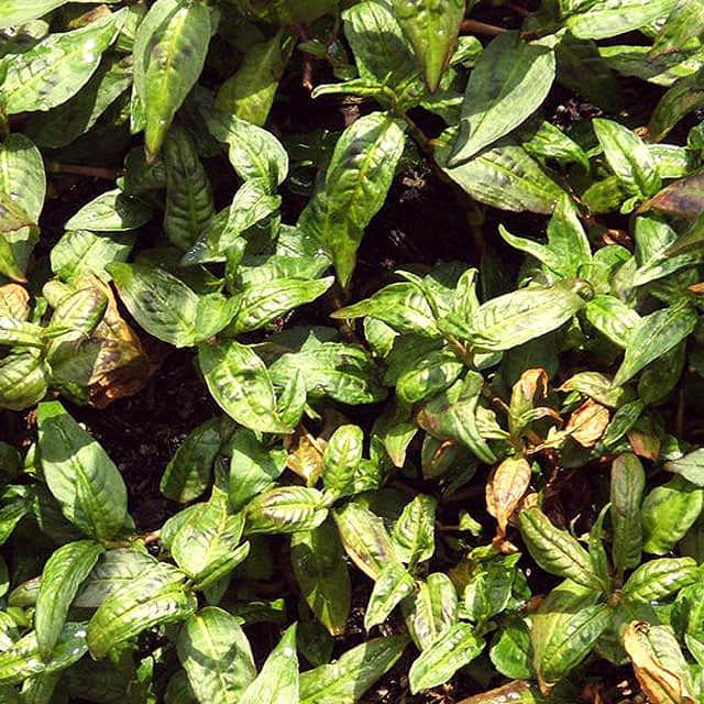 Persicaria odorata