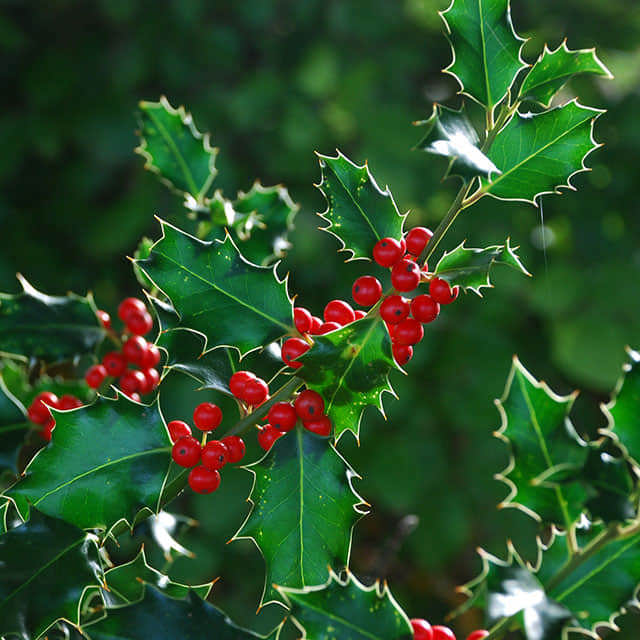 Ilex aquifolium