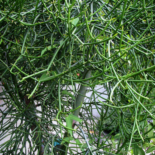 Euphorbia tirucalli White Cottony Spots