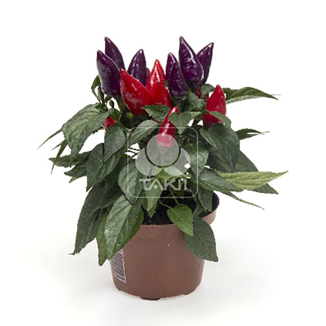 Capsicum annuum Mambo Purple Red