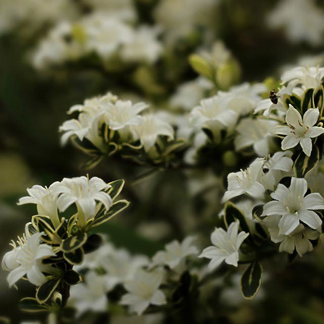 Serissa foetida
