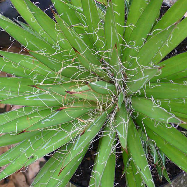 Agave filifera
