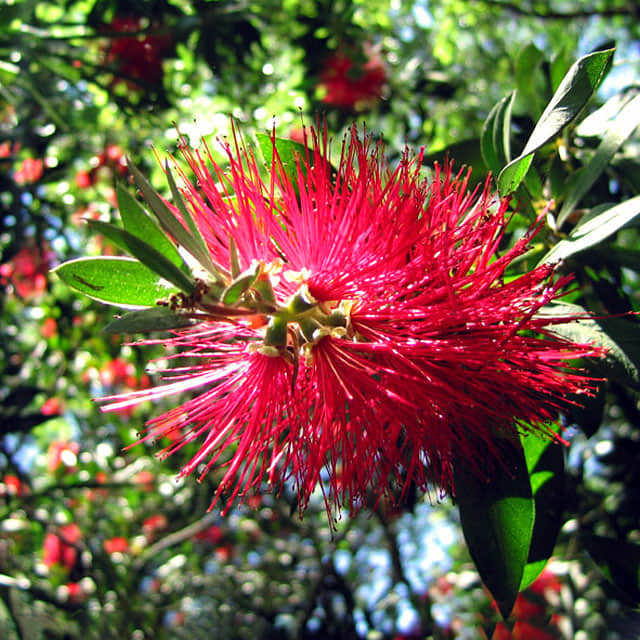 Callistemon citrinus