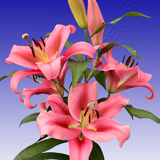 Lilium OT Pink App Drooping Leaves