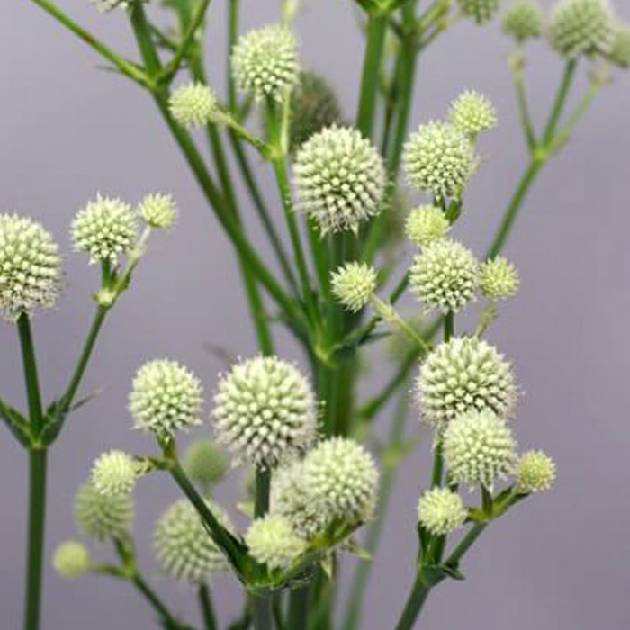 Eryngium Magical Green Globe