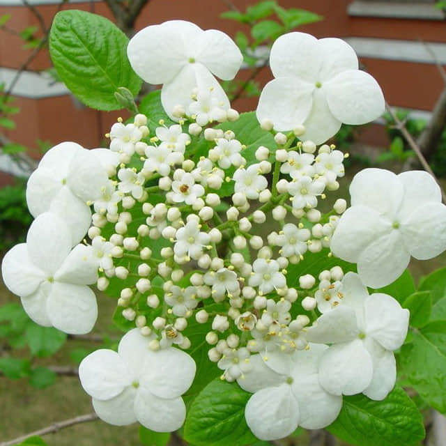 Viburnum macrocephalum