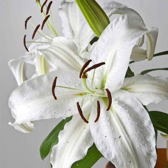 Lilium Crystal Blanca Fine Webbing