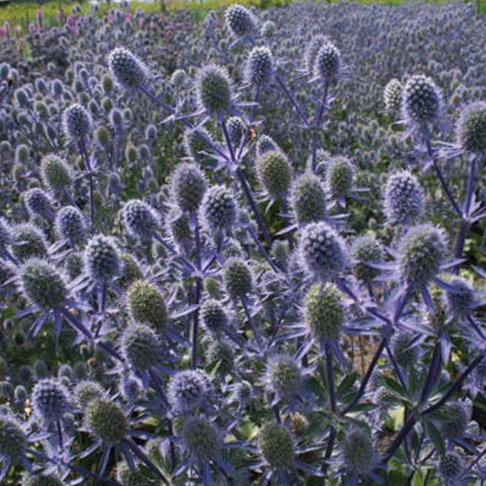 Eryngium Magical Blue Falls