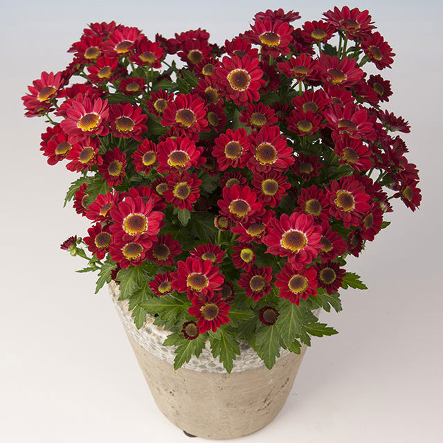 Chrysanthemum Pico Uno Fine Webbing
