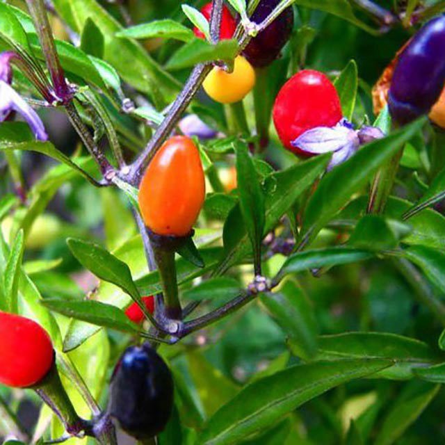 Capsicum annuum