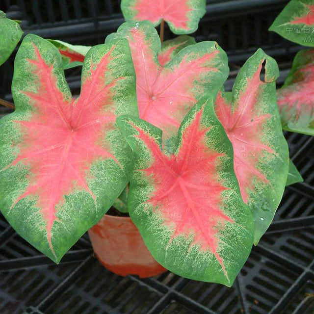 Caladium bicolor