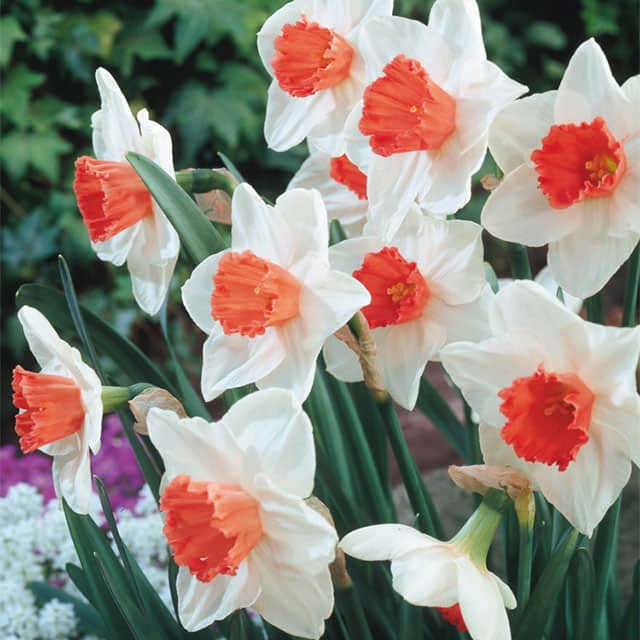 Narcissus Accent