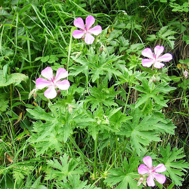 Geranium