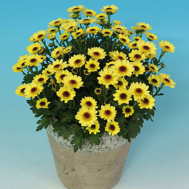 Chrysanthemum Pico Exota Yellow Fine Webbing