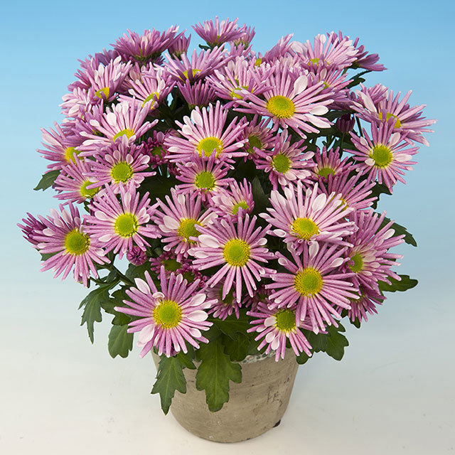 Chrysanthemum Romario