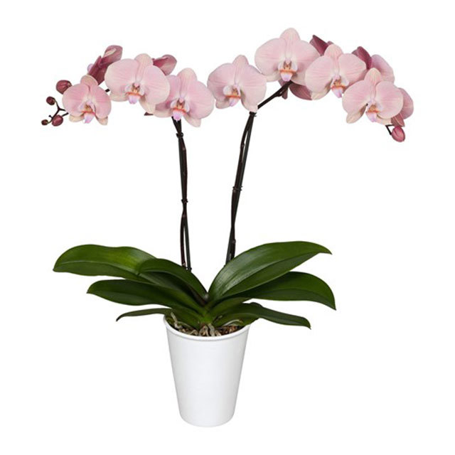 Phalaenopsis Rome