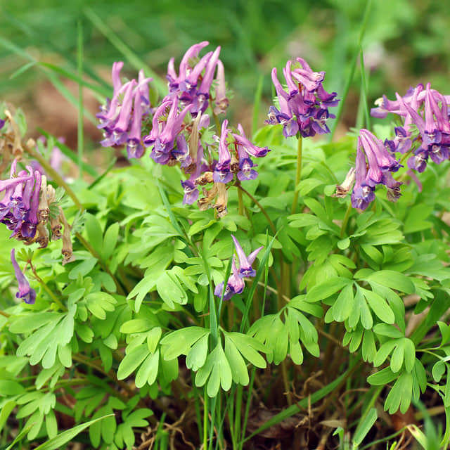 Corydalis solida