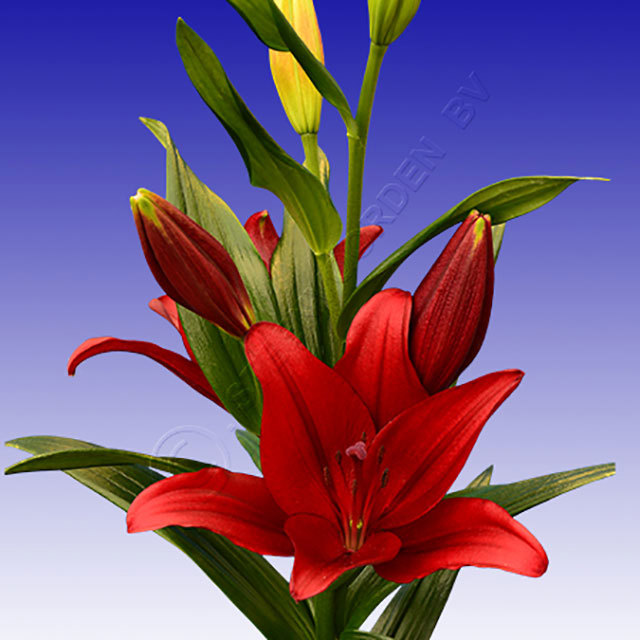Lilium LA Hybrid Dynamix White Powder