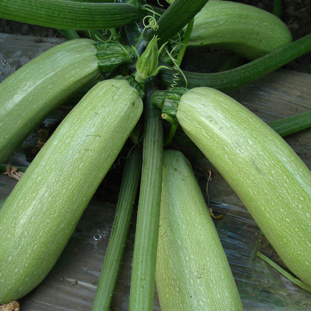 Cucurbita pepo