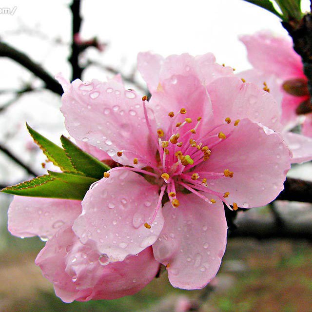 Prunus persica