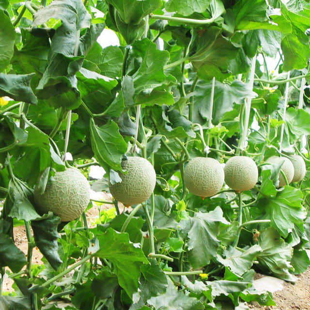 Cucumis melo
