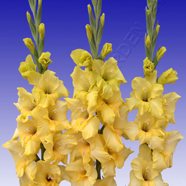 Gladiolus Nova Lux