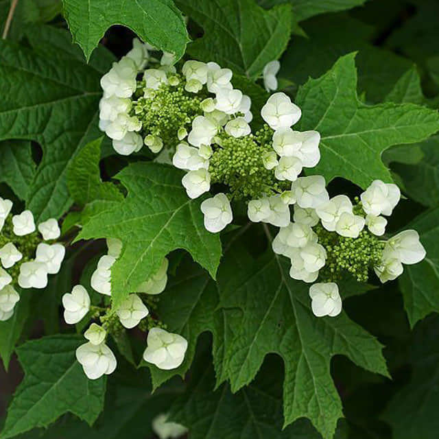 Hydrangea quercifolia