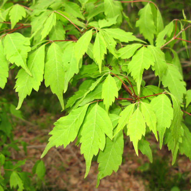Acer cissifolium (Acer palmatum)