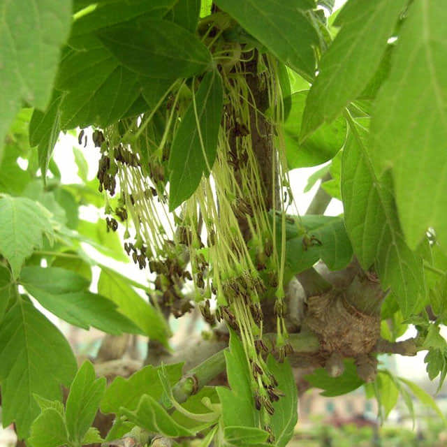 Acer negundo Fine Webbing