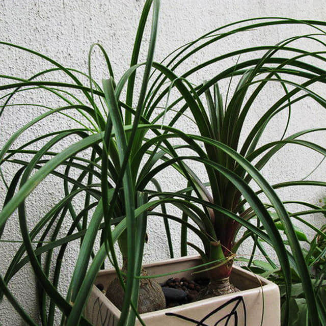 Beaucarnea recurvata
