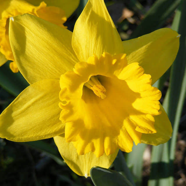 Narcissus Dutch Master Drooping Leaves